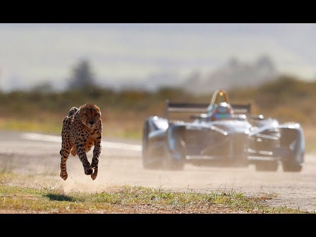 Clip Formula E Car vs Cheetah